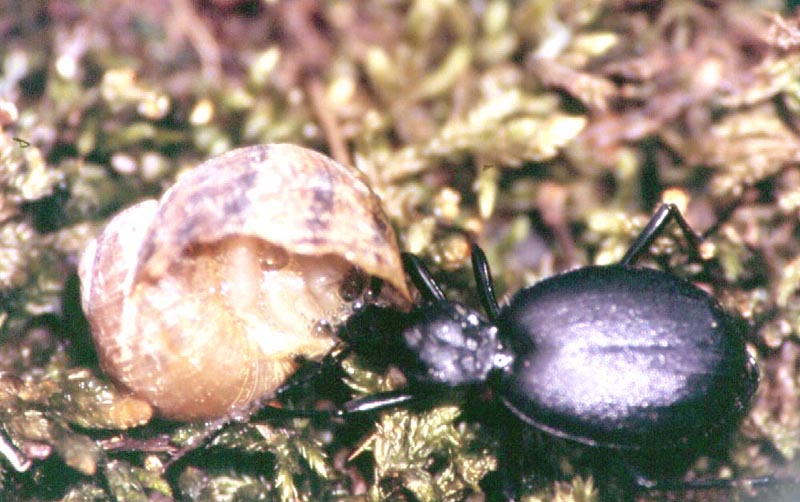 Cychrus italicus e Ablattaria laevigata